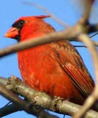 Cardinal