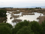 Raco de l'Olla in Albufera